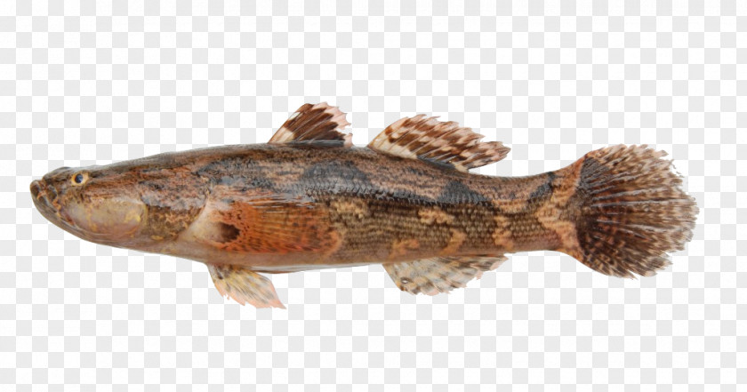 Fish Tilapia Marble Goby Snakehead Murrel PNG