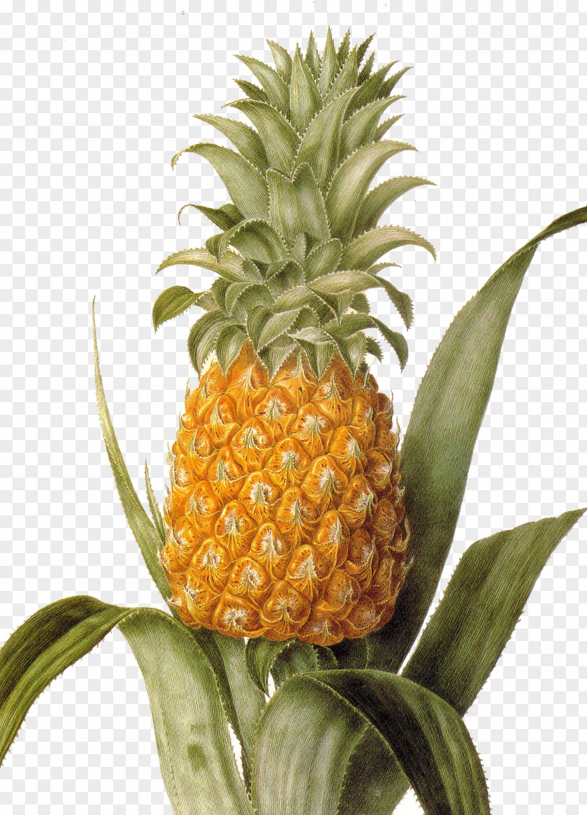 Pineapple Lithography Artist Tropical Fruit Painting PNG