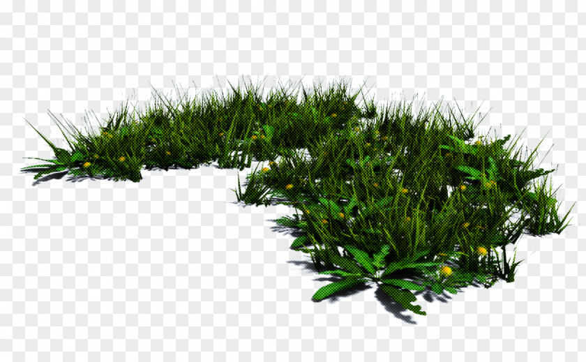 Plant Grass Vegetation Tree Leaf PNG