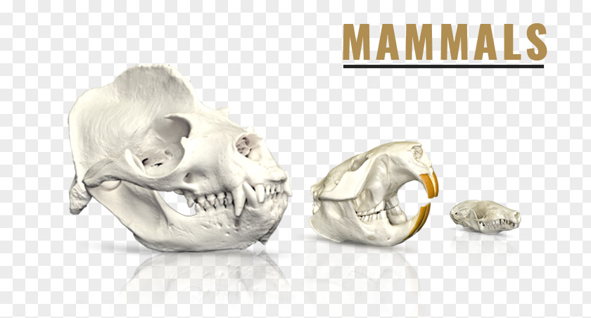 Rat Snake Skeleton Skull SKELETONS: Museum Of Osteology Mammal PNG