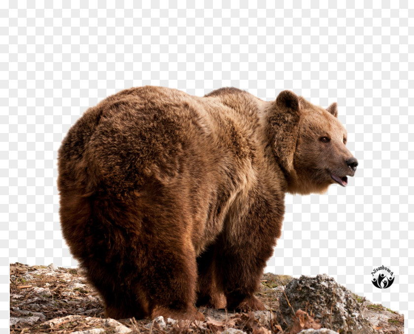 Brown Bear American Black Eurasian Lynx El Oso Pardo Photography PNG