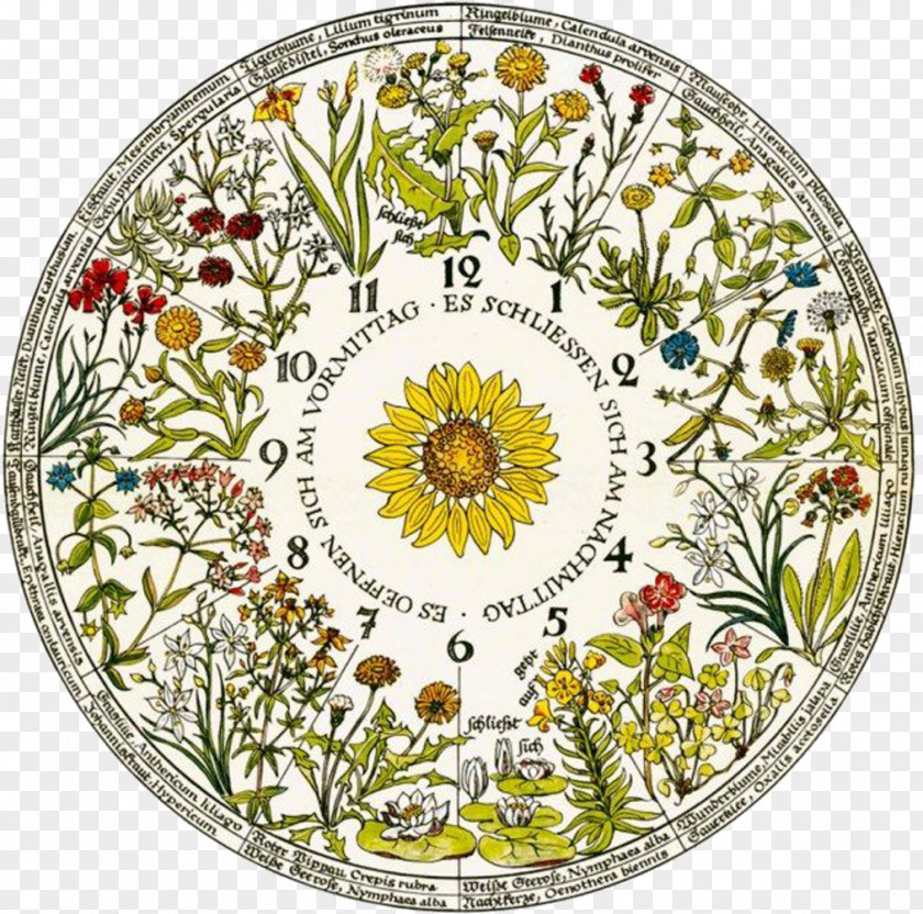 Clock Floral Linnaeus' Flower Chronobiology PNG