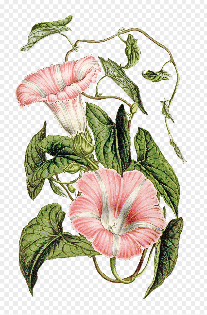 Flower Plant Hawaiian Hibiscus Anthurium Morning Glory PNG