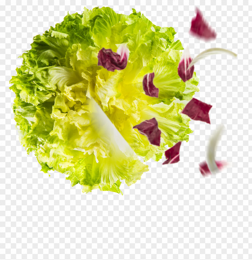 Lettuce Romaine Sugarloaf Chicory Endive Salad PNG
