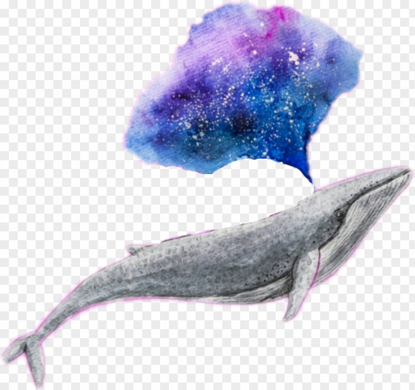 Watercolour Animals Whale Dolphin Marine Mammal Galaxy Cetacea PNG