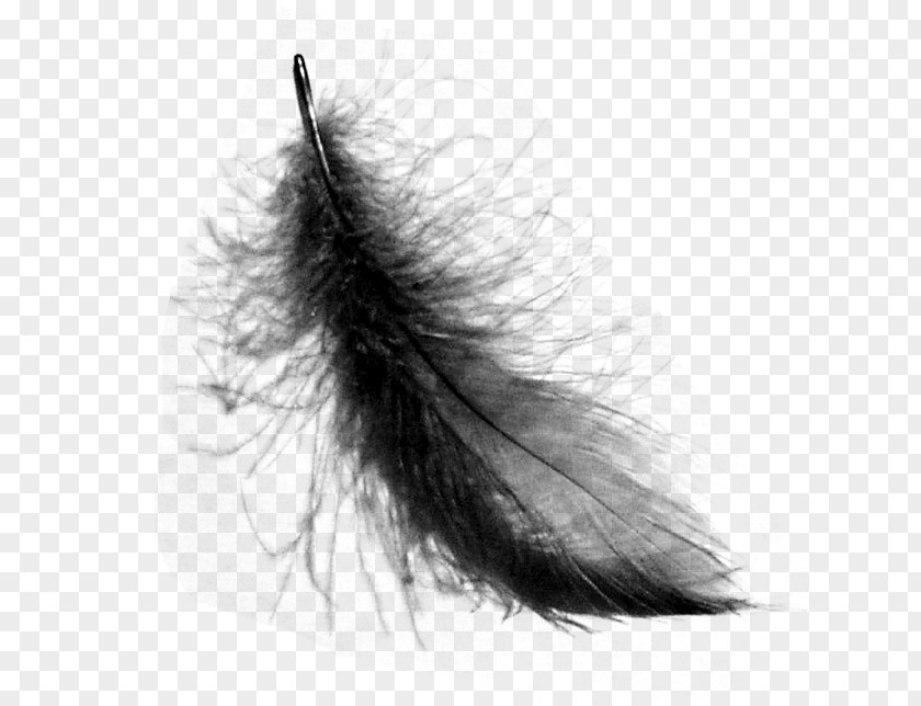 Bird Feather Clip Art PNG