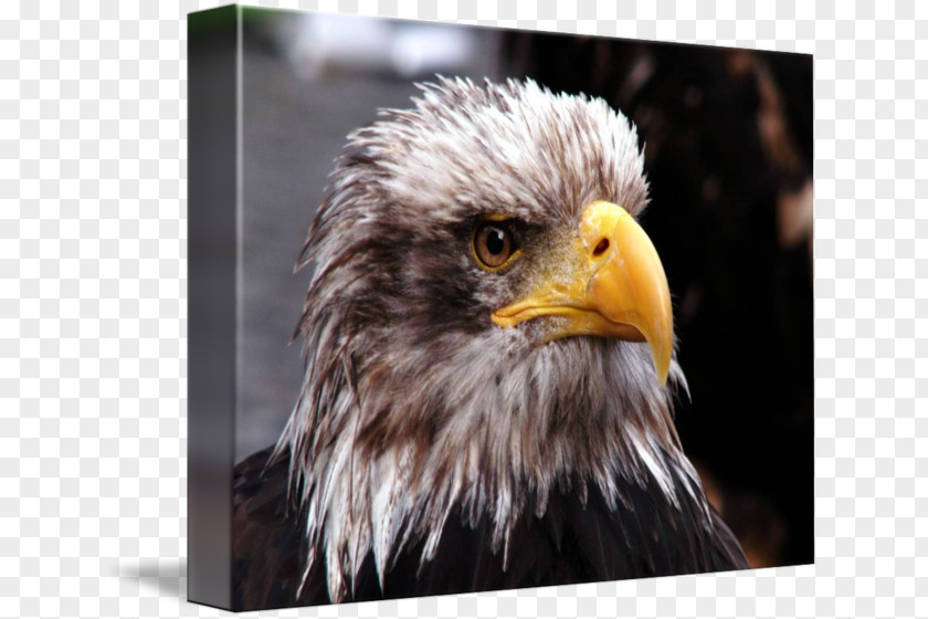 Eagle Bald Beak Close-up Feather PNG