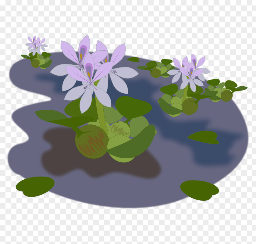 Pond Common Water Hyacinth Clip Art PNG