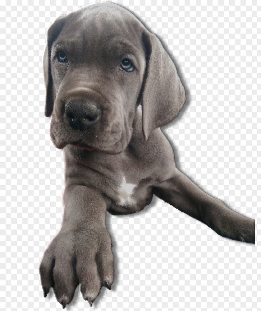 Puppy Great Dane Cane Corso Dog Breed Snout PNG