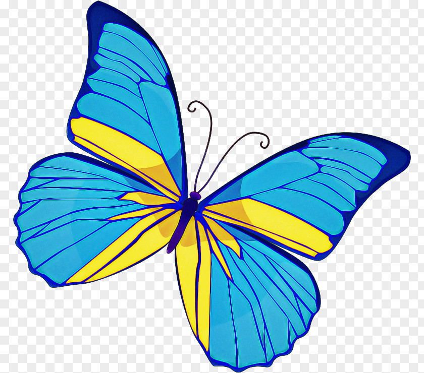 Symmetry Brushfooted Butterfly Cartoon PNG