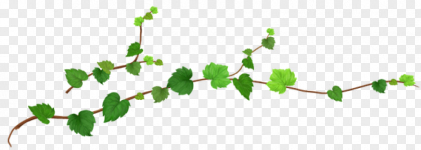 Vitis Branch Grape Leaf PNG