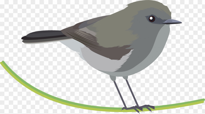 Bird Clipart Grey Warbler New World Warblers Thornbill American Sparrows PNG