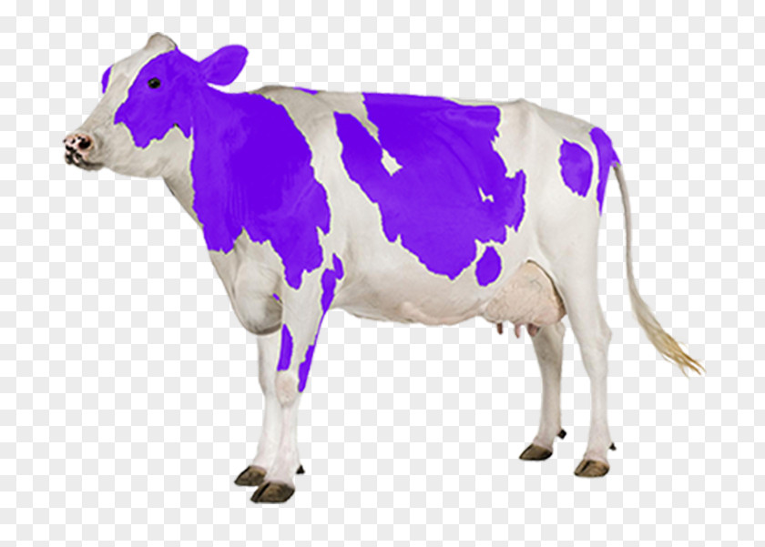 Milk Holstein Friesian Cattle Gyr Dairy PNG