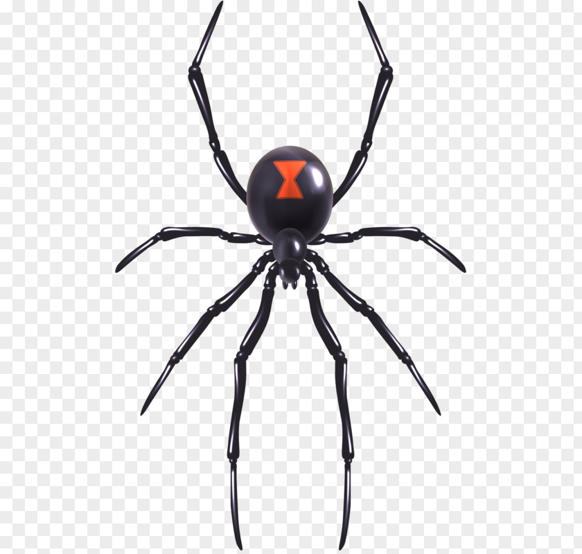 Toys Spider Web Southern Black Widow Illustration PNG