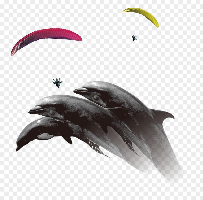 Dolphin Creative Common Porpoise Parachuting Parachute PNG