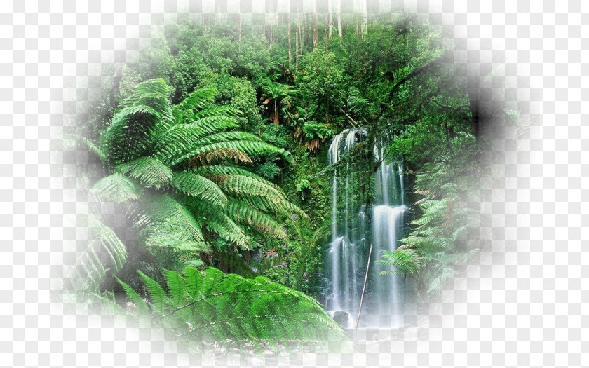 Forest Tropical Amazon Rainforest Tropics PNG