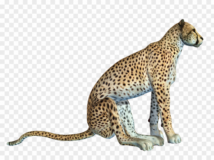 Free Crouching Cheetah Pull African Leopard Cat PNG