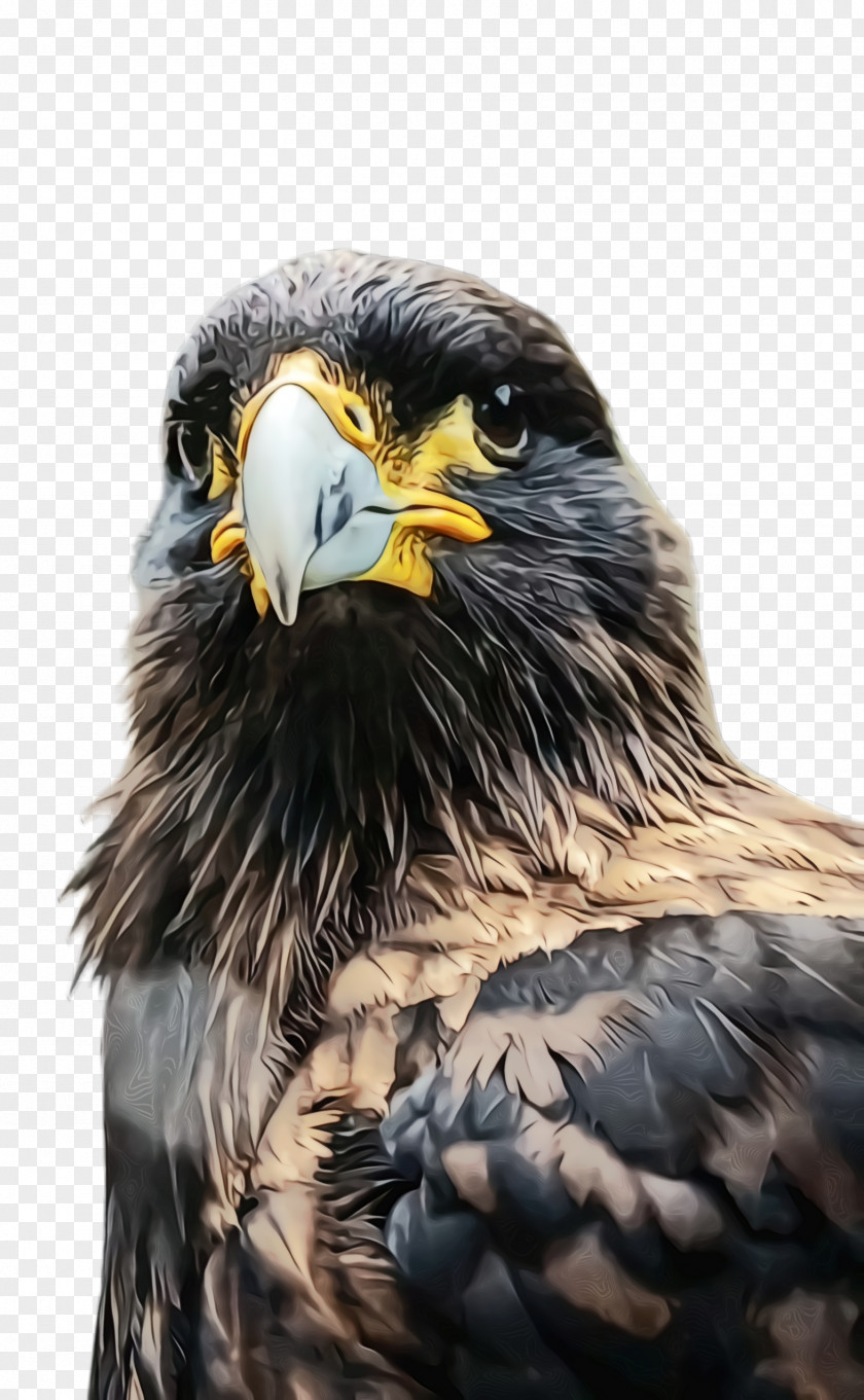 Hawk Kite Bird Of Prey Golden Eagle Beak PNG