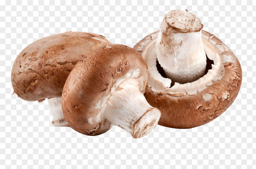 Mushroom Vitamin D A Sauce N Cheese Health PNG