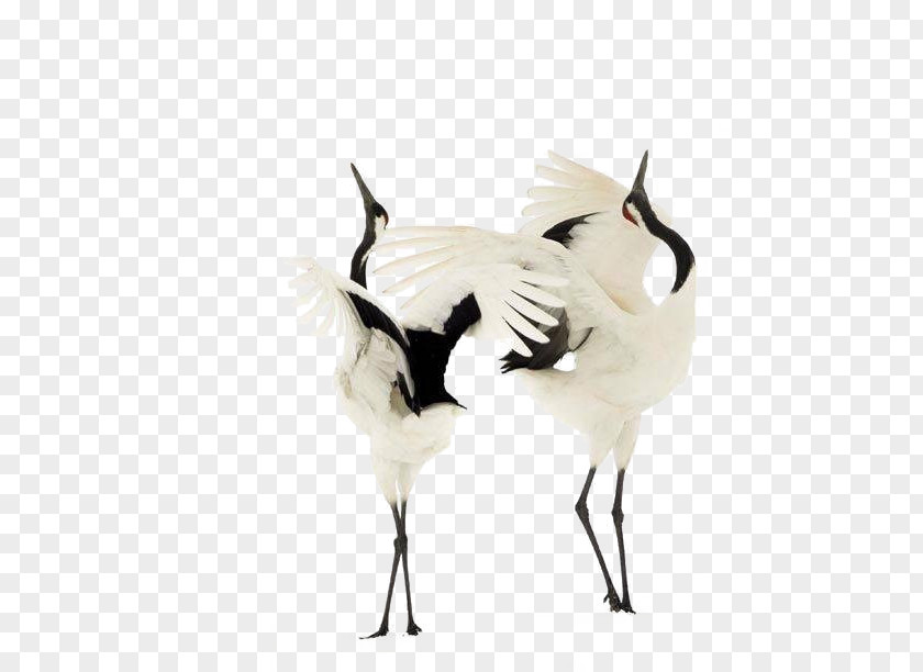 Red-crowned Crane Bird Dance Sandhill PNG