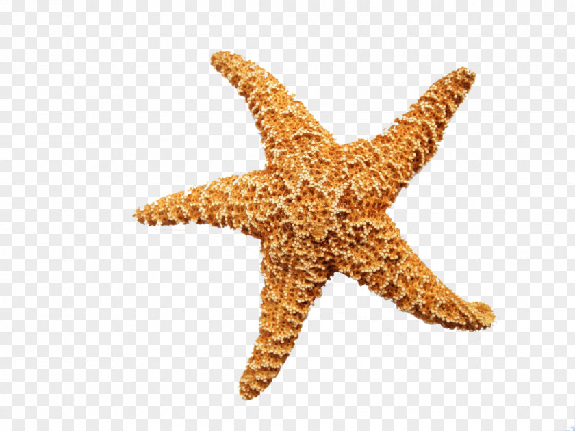 Starfish Clip Art Image Invertebrate PNG