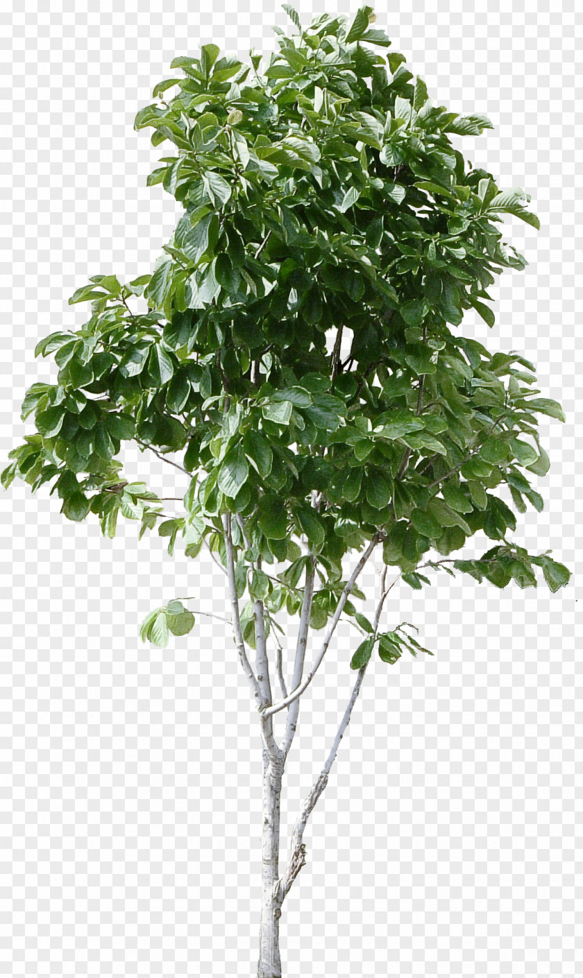 Tree Plant Flower Woody Leaf PNG