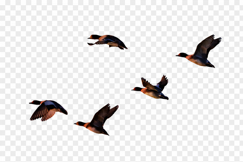 Birds Duck Bird Migration Riddle Beak PNG