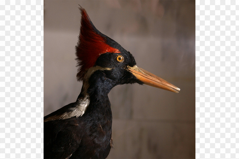 Carroll Ivory-billed Woodpecker Birdwatching Pileated PNG