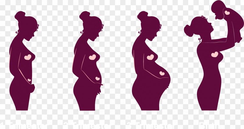 Cartoon Pregnant Women Vector Material Pregnancy Childbirth Academic Quarter Embryo Infant PNG
