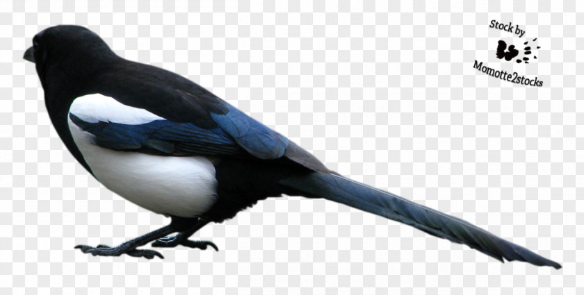 Cut Magpie Duck Bird Eurasian Crows PNG