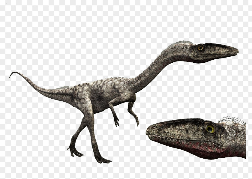 Dinosaur Velociraptor Coelophysis Giganotosaurus Dilophosaurus Spinosaurus PNG
