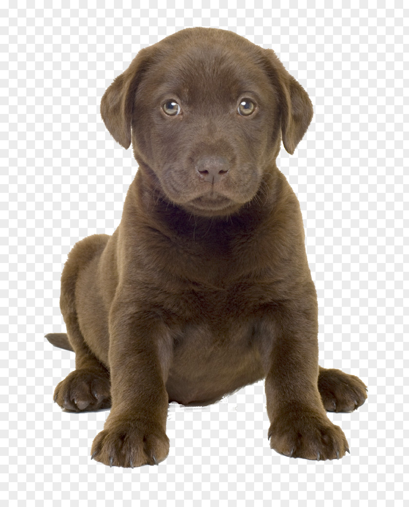 Dog Image Labrador Retriever American Pit Bull Terrier Leonberger Staffordshire PNG