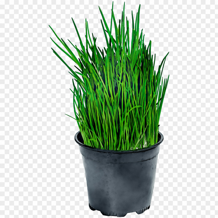 Sweet Grass Flowerpot Chives Houseplant Wheatgrass PNG