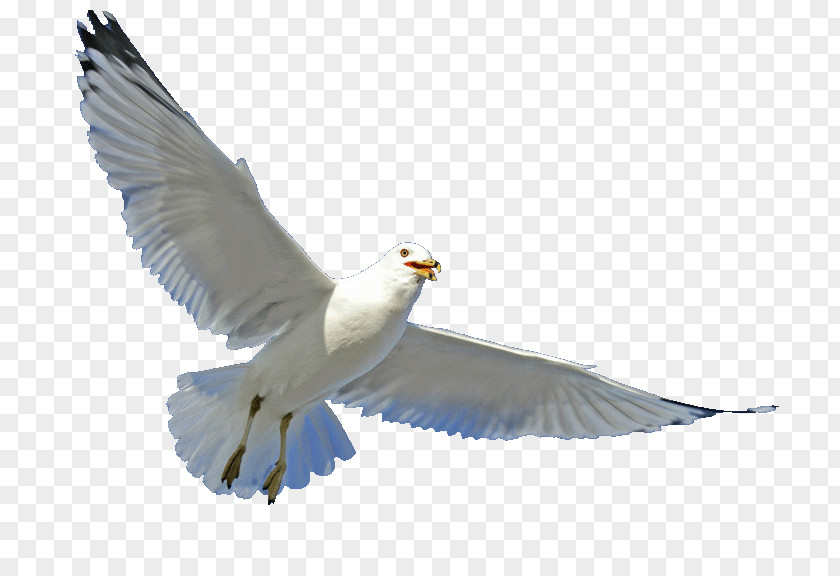 Bird Gulls Parrot Beak Feather PNG