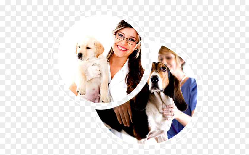 Dog Breed Puppy Veterinarian Veterinary Medicine PNG