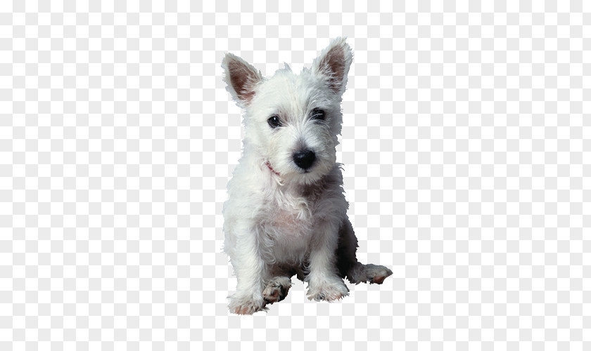 Lucky Dog West Highland White Terrier Stock Photography Animal Pet PNG