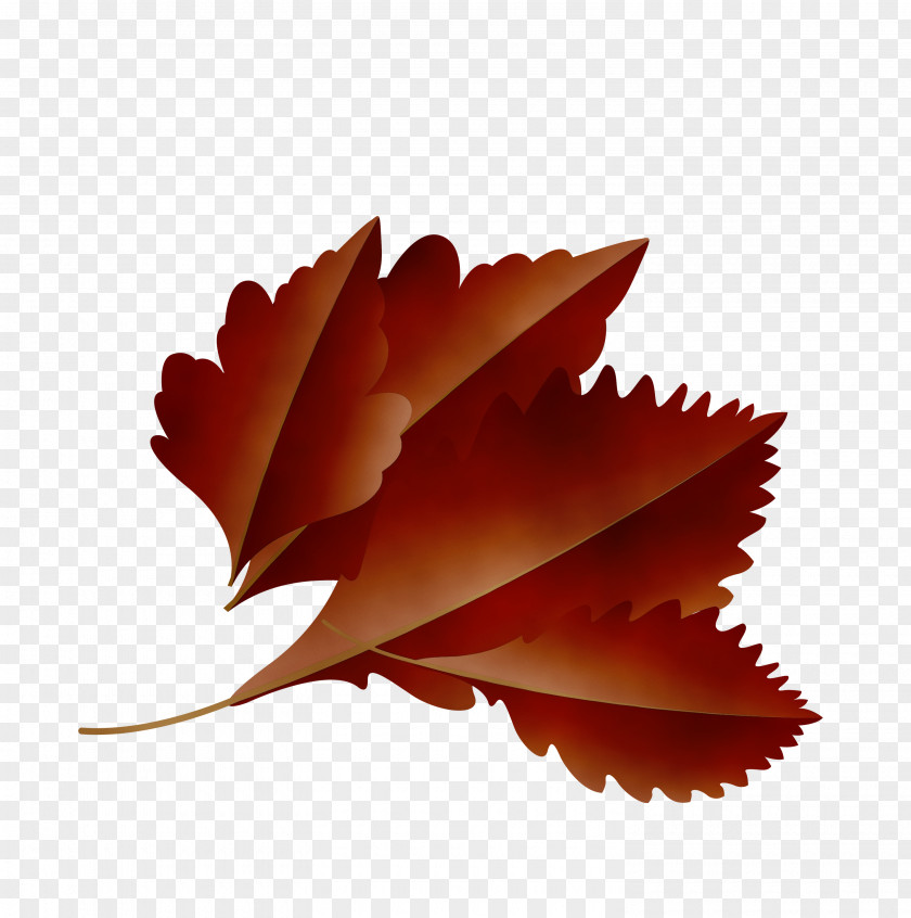 Maple Leaf PNG