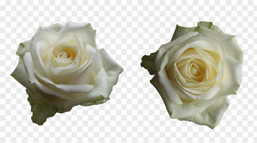 White Roses Centifolia Cut Flowers Garden PNG