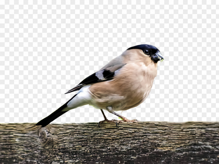 Wildlife Chickadee Bird Beak Finch Perching Songbird PNG