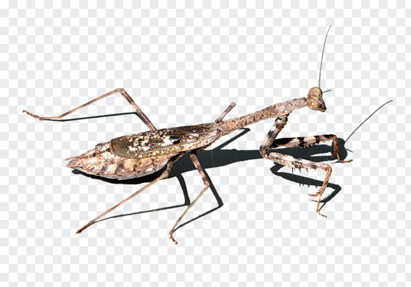 Aerial Mantis Stock Photography PNG