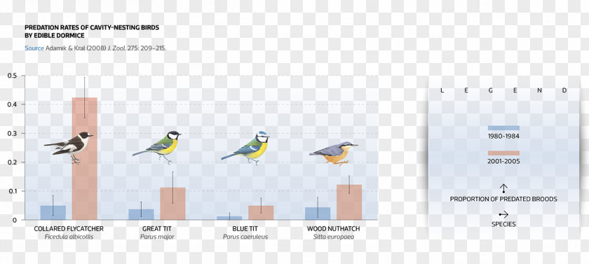 Bird Climate Change Chart European Pied Flycatcher Global Warming PNG