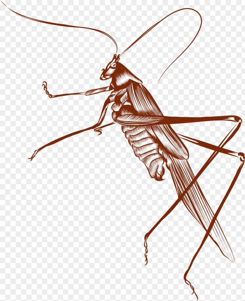 Brown Cricket Euclidean Vector PNG