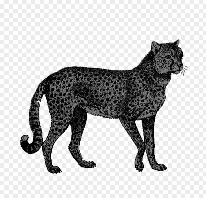 Cheetah African Leopard Lion PNG