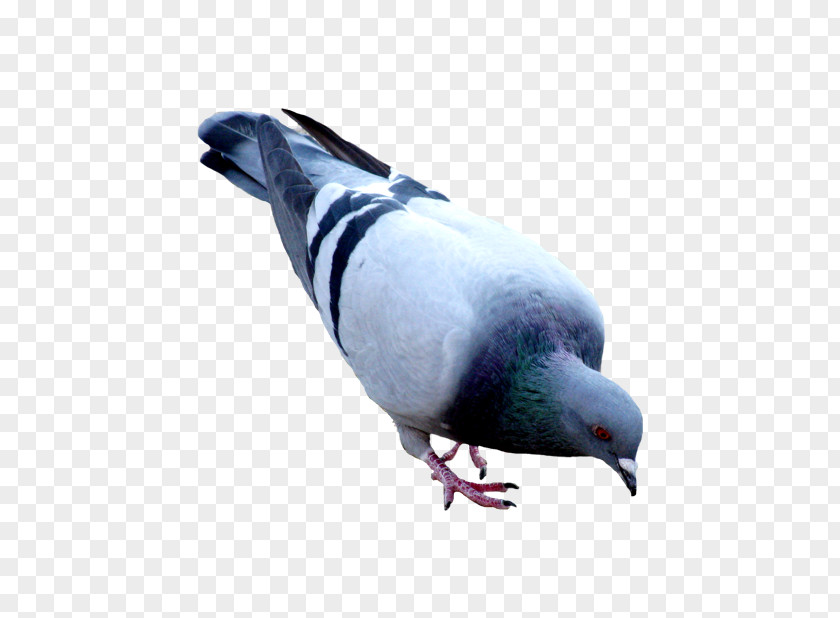 Domestic Pigeon Columbidae Clip Art PNG