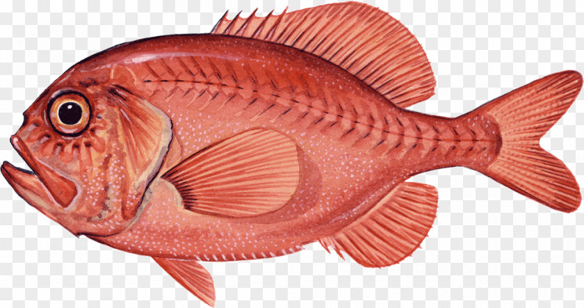 Fish Northern Red Snapper Seabream Coral Reef Marine Biology PNG