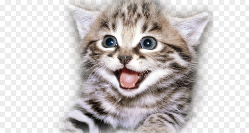 Kitten Cat Puppy Cuteness Happiness PNG