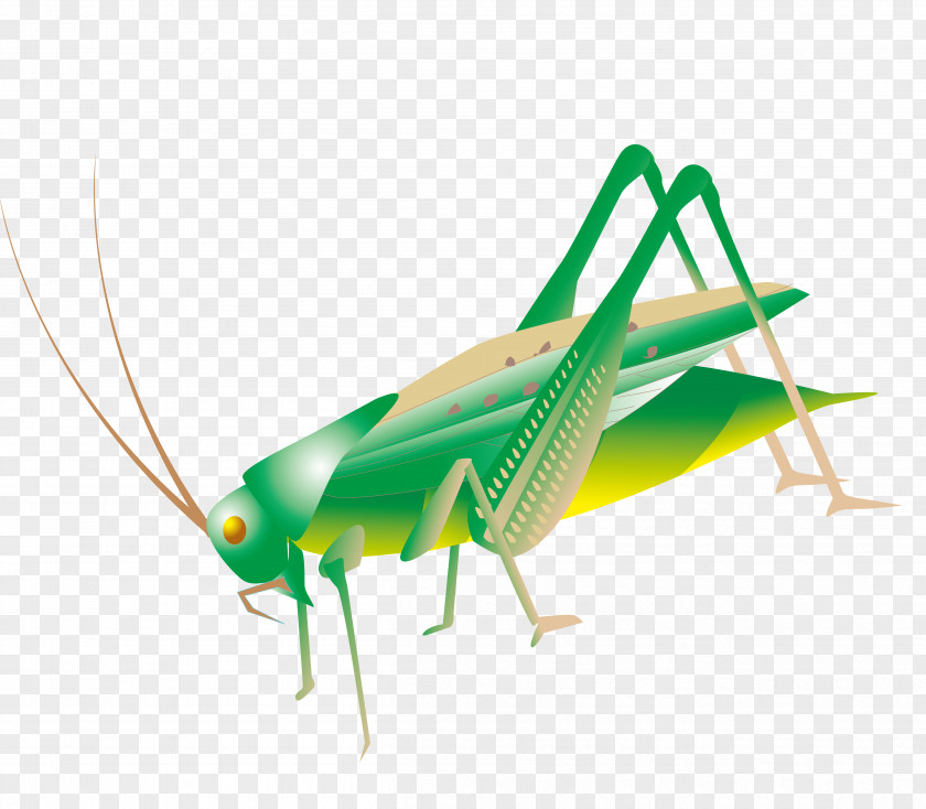 Large Shear Vector Material Grasshopper Adams Insect Clip Art PNG