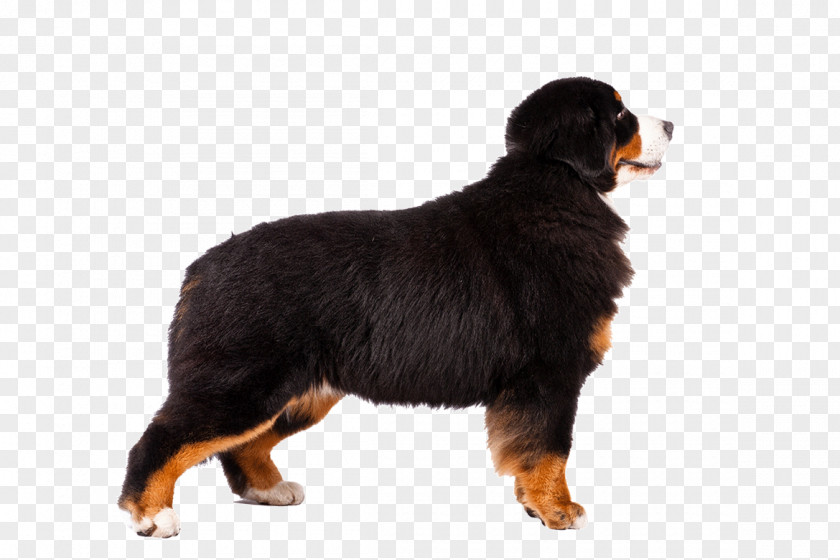 Lord Shiva Bernese Mountain Dog Alaskan Malamute Greater Swiss Newfoundland Affenpinscher PNG