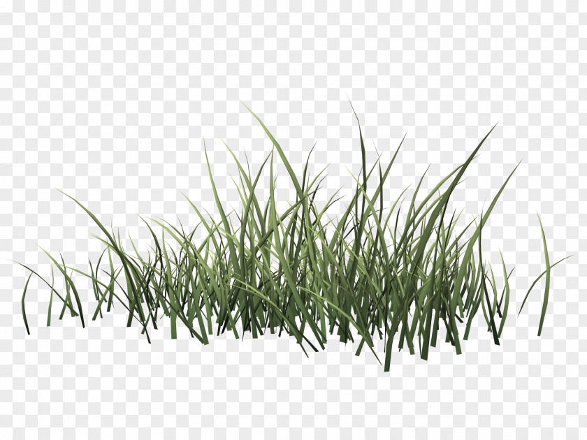 Spring Grass Drawing Herbaceous Plant PNG