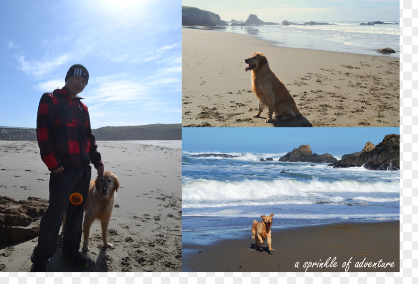 Beach Dog Travel Picnic Walking PNG